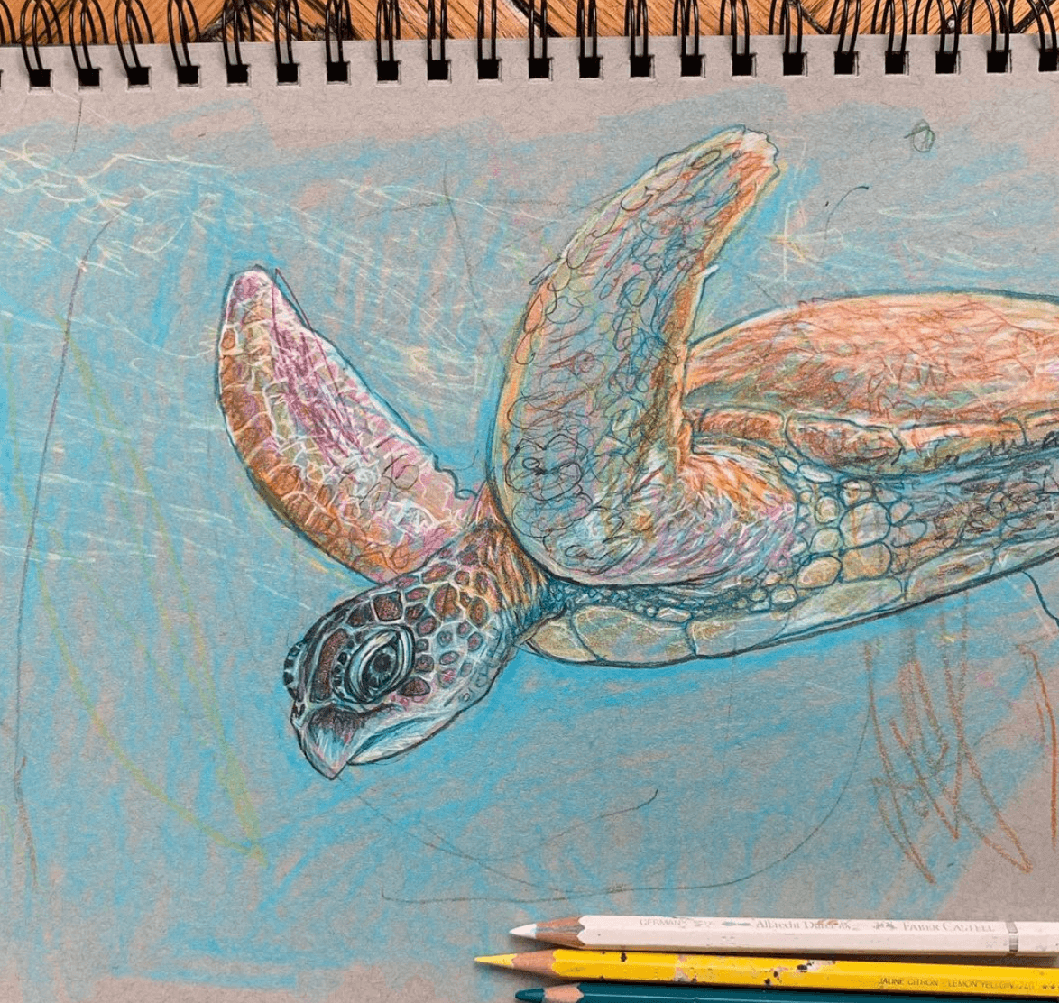 Turtle Sketch by Marc Evan